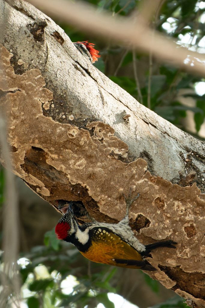 A vibrant Black-rumped Flameback woodpecker with a bright red crest and golden-yellow wings hangs upside down on a textured, fungus-covered tree branch, feeding a tiny chick peeking out from a nest cavity.