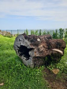 A large hollow tree trunk rests on a grassy patch near the coastline. Its weathered wood, rugged texture, and open center tell a story of time and nature. Captured at St. Angelo Fort, Kannur, Kerala.
