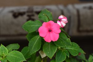 A vibrant pink flower with five rounded petals sits at the center of the image, surrounded by green, lush leaves. 
