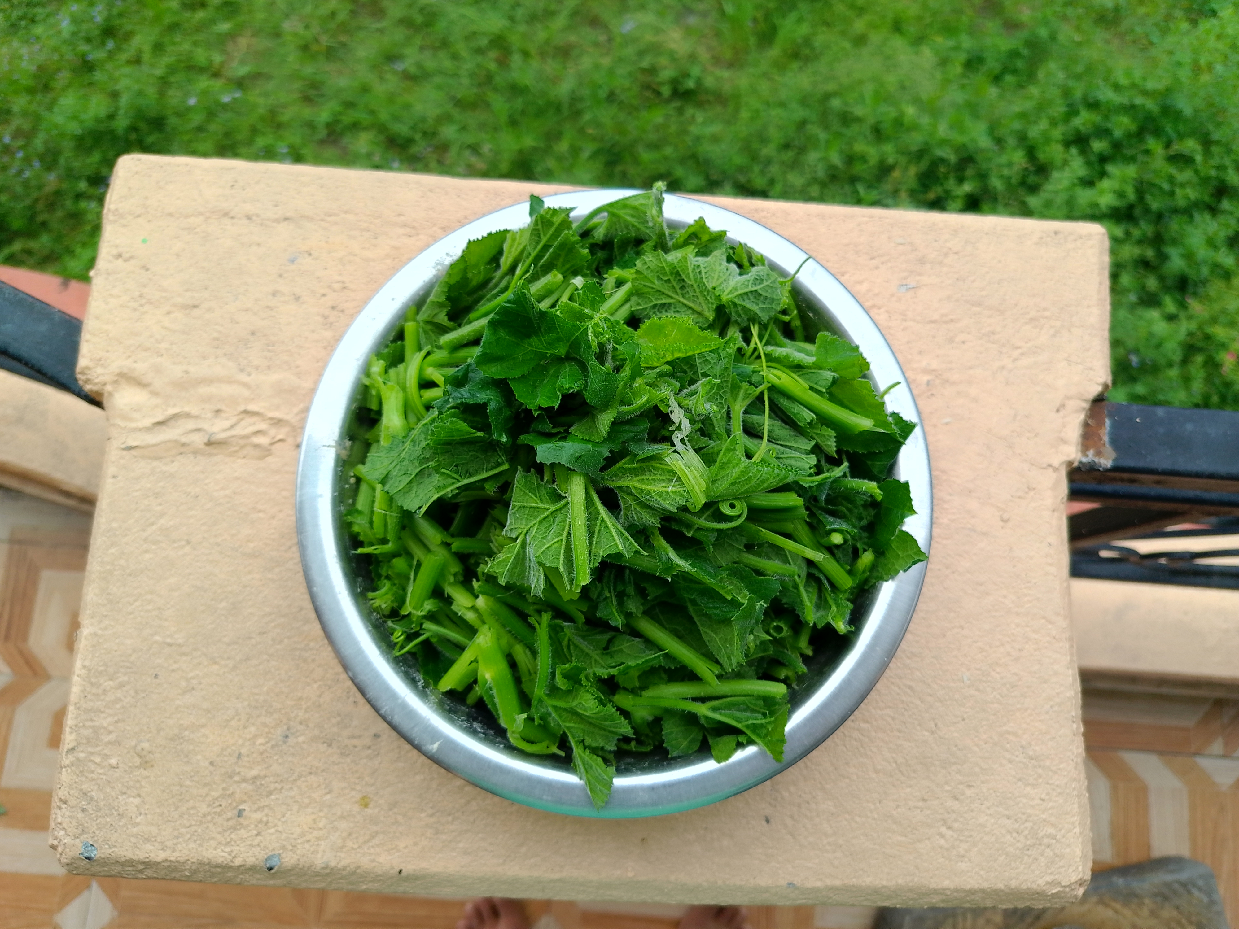 Fresh-picked wild greens and pumpkin tendrils heaped in a steel bowl on a concrete ledge, ready for cooking.