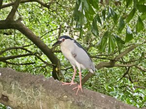 A Black-crowned Night Heron stands alert on a tree branch surrounded by dense green foliage. Its striking red eye, black crown, and pale body stand out beautifully against the natural background. Captured in Kozhikode, Kerala.