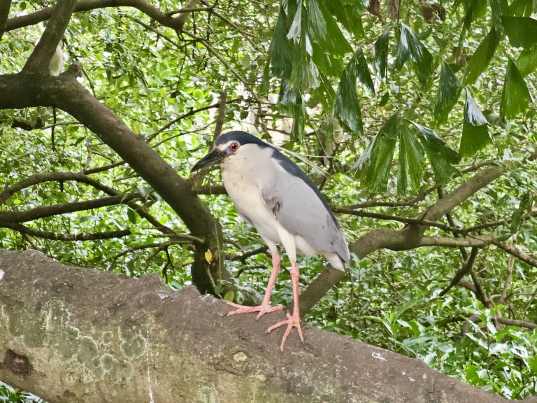 A Black-crowned Night Heron stands alert on a tree branch surrounded by dense green foliage. Its striking red eye, black crown, and pale body stand out beautifully against the natural background. Captured in Kozhikode, Kerala.