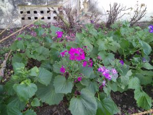 Lush green garden with vibrant purple and pink flowers blooming. 
