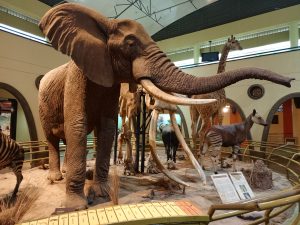 A large taxidermy specimen of an African elephant with prominent white tusks, positioned next to a tall giraffe mount inside a museum exhibition hall. 