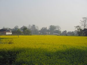 A vibrant yellow mustard field stretches across the foreground, with hazy trees and buildings in the background under a clear, soft sky.