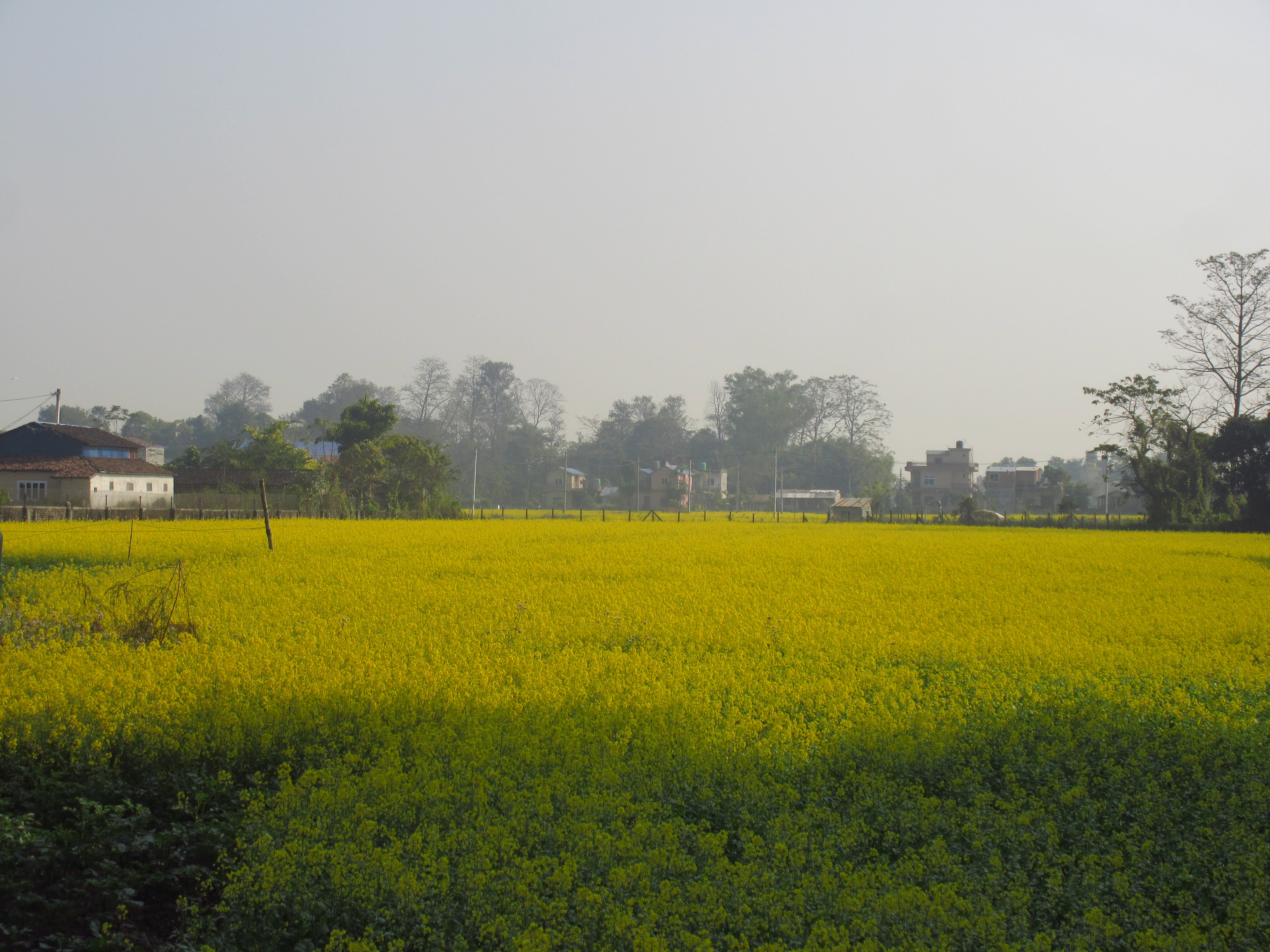 A vibrant yellow mustard field stretches across the foreground, with hazy trees and buildings in the background under a clear, soft sky.
