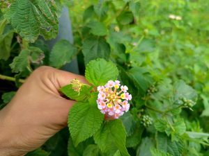 A hand gently holding a small cluster of pale pink lantana flowers with yellow centers amid green leaves. 
