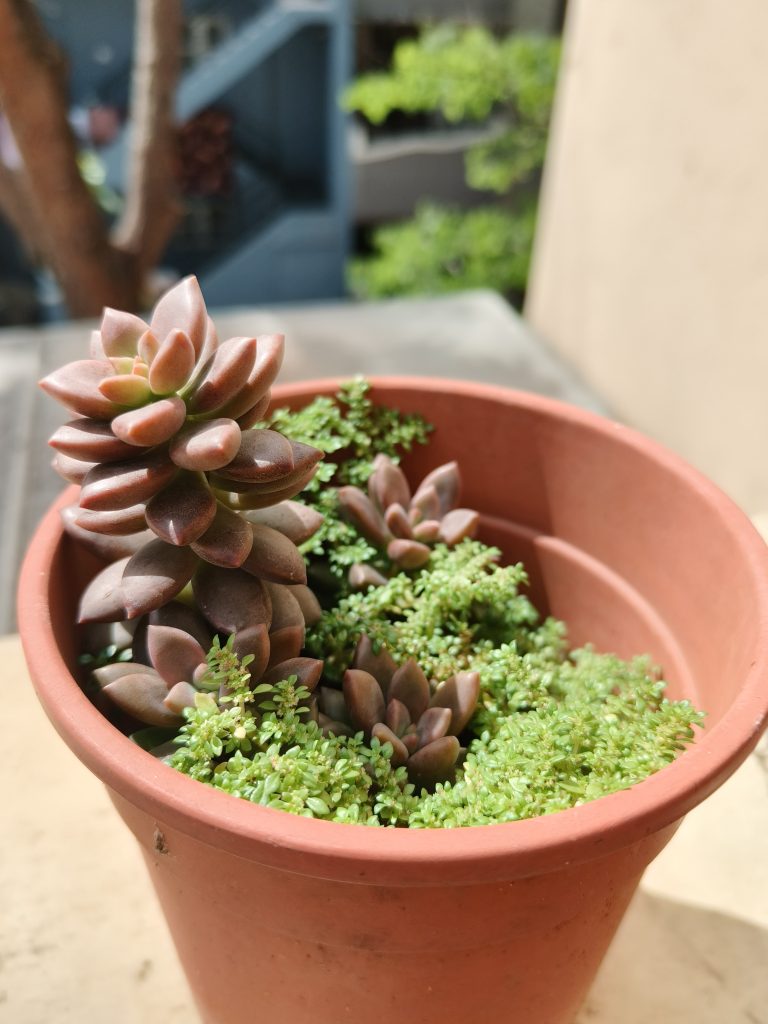 A terracotta pot filled with vibrant succulents and lush greenery. The scene conveys a sense of serenity and natural beauty with sunlight highlights.