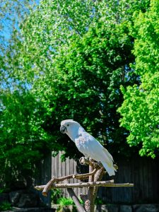 A white cockatoo perched on a wooden branch stand against a lush green tree canopy and blue sky.
