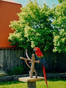 A vibrant red parrot with blue and yellow feathers perches on a rustic wooden stand in a sunny garden, with a lush green tree and wooden fence in the background.