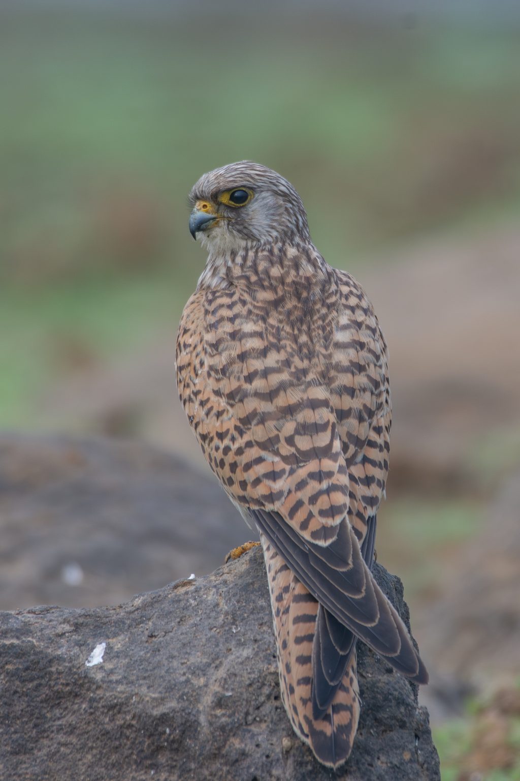 Lesser kestrel is perched on a rock, showcasing its elegant profile. It has a sleek body with feathers that are mostly light brown, adorned with dark, intricate patterns resembling spots and stripes. The bird’s head is slightly turned, revealing bright yellow eyes and a sharp black beak.