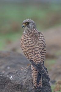 Lesser kestrel is perched on a rock, showcasing its elegant profile. It has a sleek body with feathers that are mostly light brown, adorned with dark, intricate patterns resembling spots and stripes. The bird’s head is slightly turned, revealing bright yellow eyes and a sharp black beak. 
