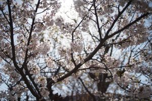 Cherry blossom tree branches covered in pale pink and white flowers, photographed from below against a bright sky.
