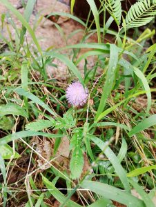 A light pink, fluffy, ball-shaped flower -Touch-Me-Not plant or the Sensitive Plant. 
