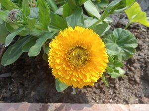A yellow flower at Kathmandu, Nepal
