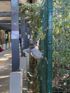 A gray three-toed sloth climbing along a green metal fence covered in vines, next to a concrete pillar under an urban walkway with dense green plants in the background.