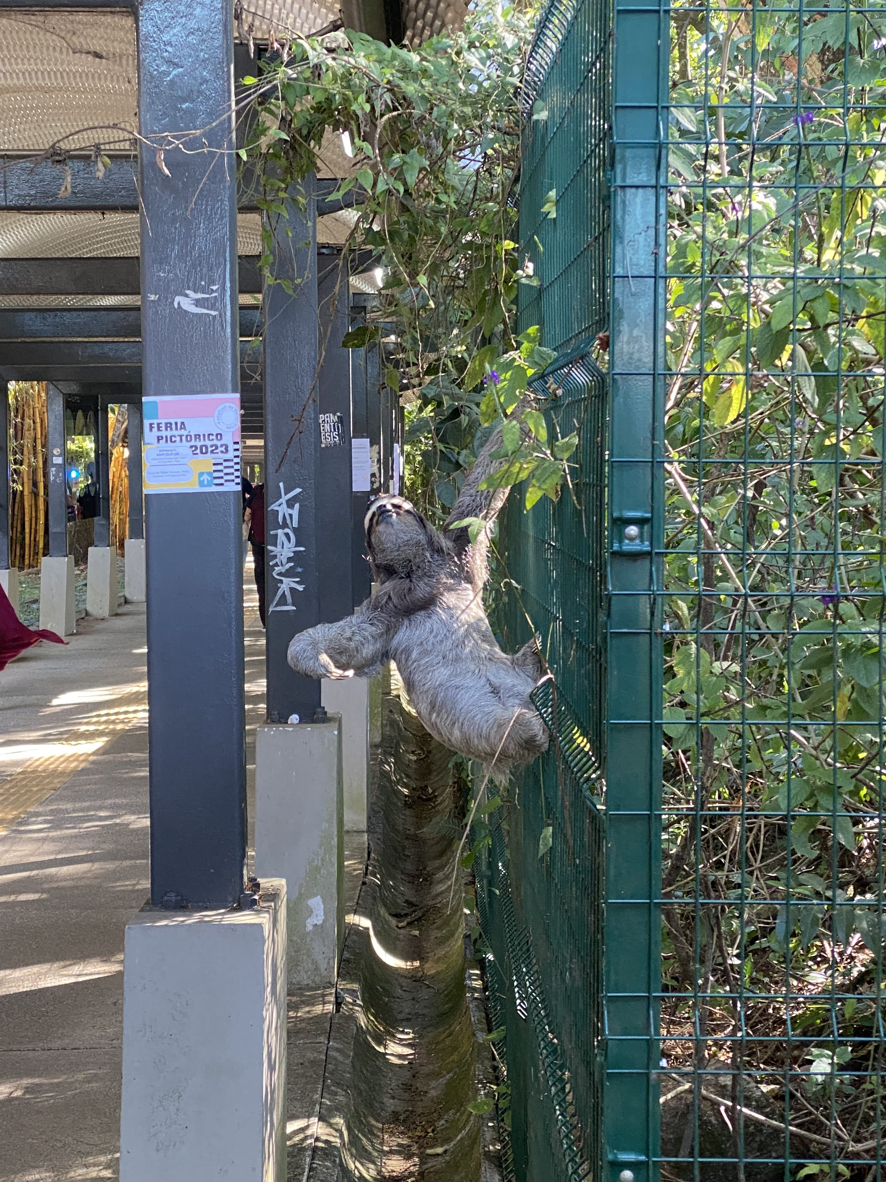 A gray three-toed sloth climbing along a green metal fence covered in vines, next to a concrete pillar under an urban walkway with dense green plants in the background.