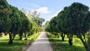 Tree-lined walkway leading to the entrance of Rajshahi University Central Mosque, with neatly trimmed evergreen trees, green lawns, and a bright blue sky.
