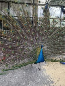 A peacock stands on a concrete surface, displaying its fully fanned colorful tail feathers in an enclosed area.
