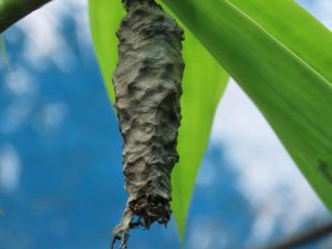 A close-up of a butterfly chrysalis hanging from a green leaf, with a soft blue sky and blurred foliage in the background.