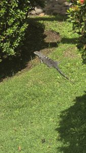 A large dark iguana rests on green grass between bushes, surrounded by sunlight and shadows in a garden.