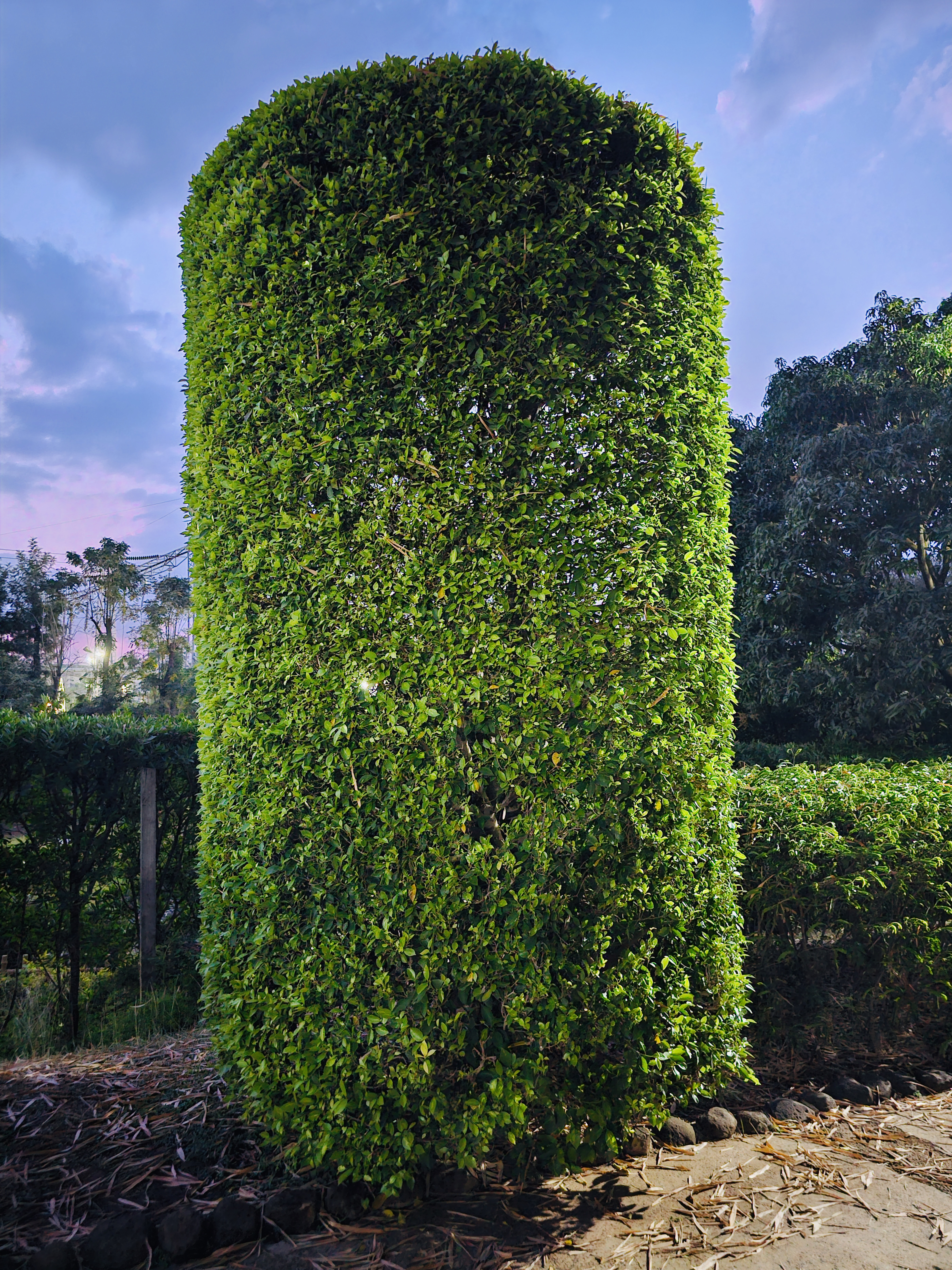 A tall, neatly trimmed hedge stands like a natural green sculpture in a garden, surrounded by lush plants under a colorful evening sky. The simple yet elegant shape creates a striking scene. Captured in Pune, Maharashtra.