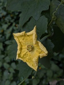 Close-up of a yellow, star-shaped flower with crinkled petals, set against large green leaves. The scene conveys a sense of natural beauty.
