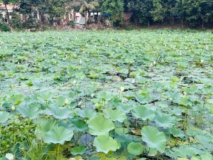 Expansive lotus pond with broad green leaves and emerging pink buds. Dense background of trees and buildings, creating a serene, lush atmosphere.