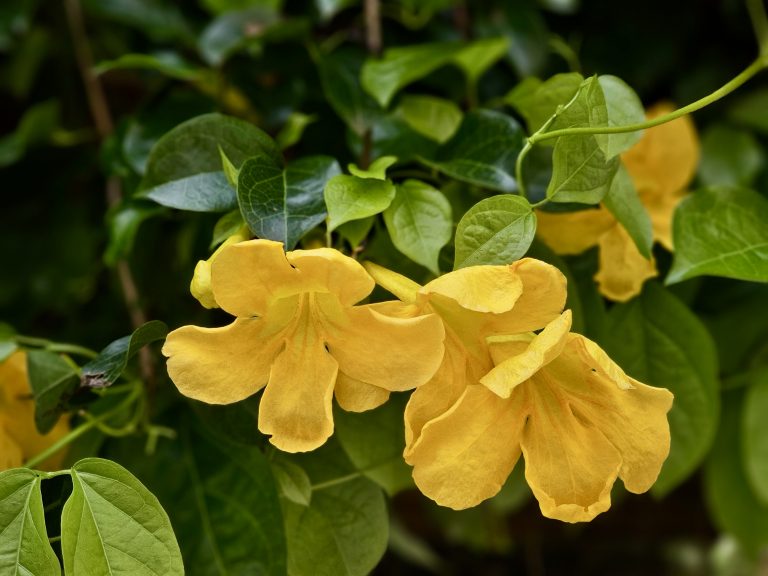 Bright yellow trumpet-shaped flowers of Cat’s Claw Creeper bloom among rich green leaves, creating a cheerful contrast. The close-up captures their delicate petals and natural beauty. Captured in Nadakkavu, Kozhikode, Kerala.