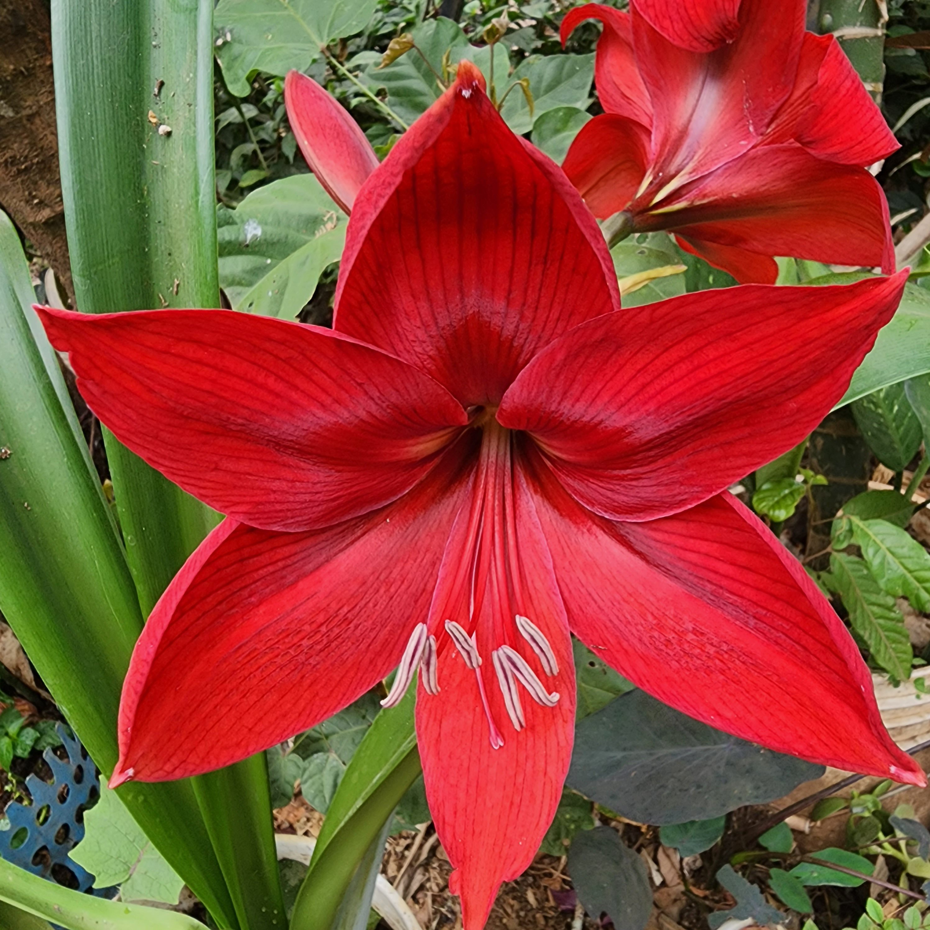 Bright red amaryllis flower with green leaves.
