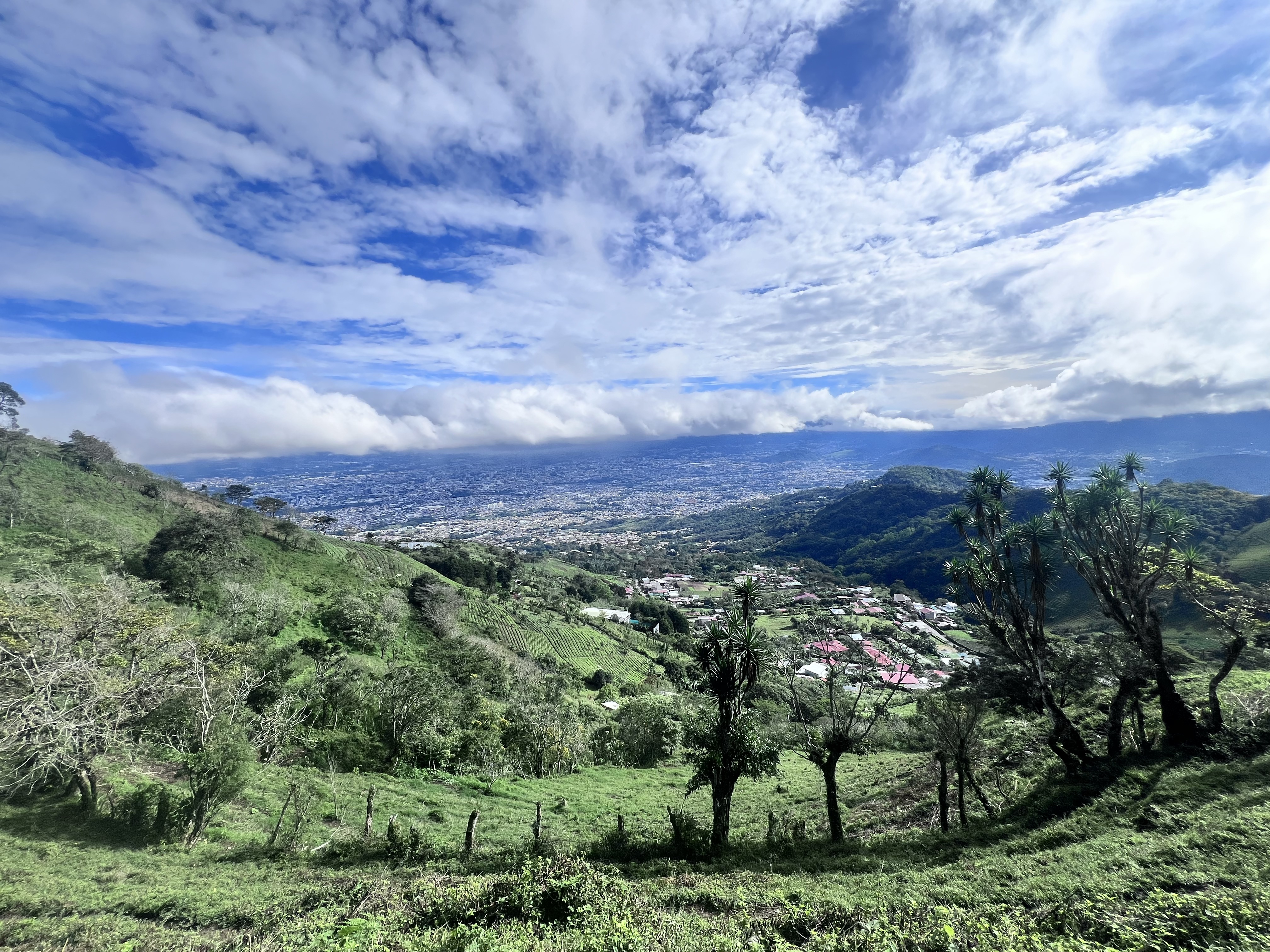 A scenic view from a high vantage point, showcasing a sprawling landscape. In the foreground, lush green hills are dotted with trees, some of which have slender trunks and spiky leaves. The land slopes downward, revealing patches of small buildings and rooftops in a nearby town. The background features an expansive valley, with a city visible below, surrounded by rolling hills and mountains.