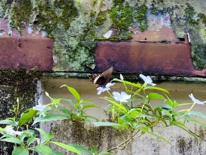 A brown butterfly rests on a white flower against a moss-covered brick wall. The scene conveys calmness and natural beauty amidst decay.