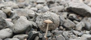 Single slender tan mushroom growing among smooth gray stones.