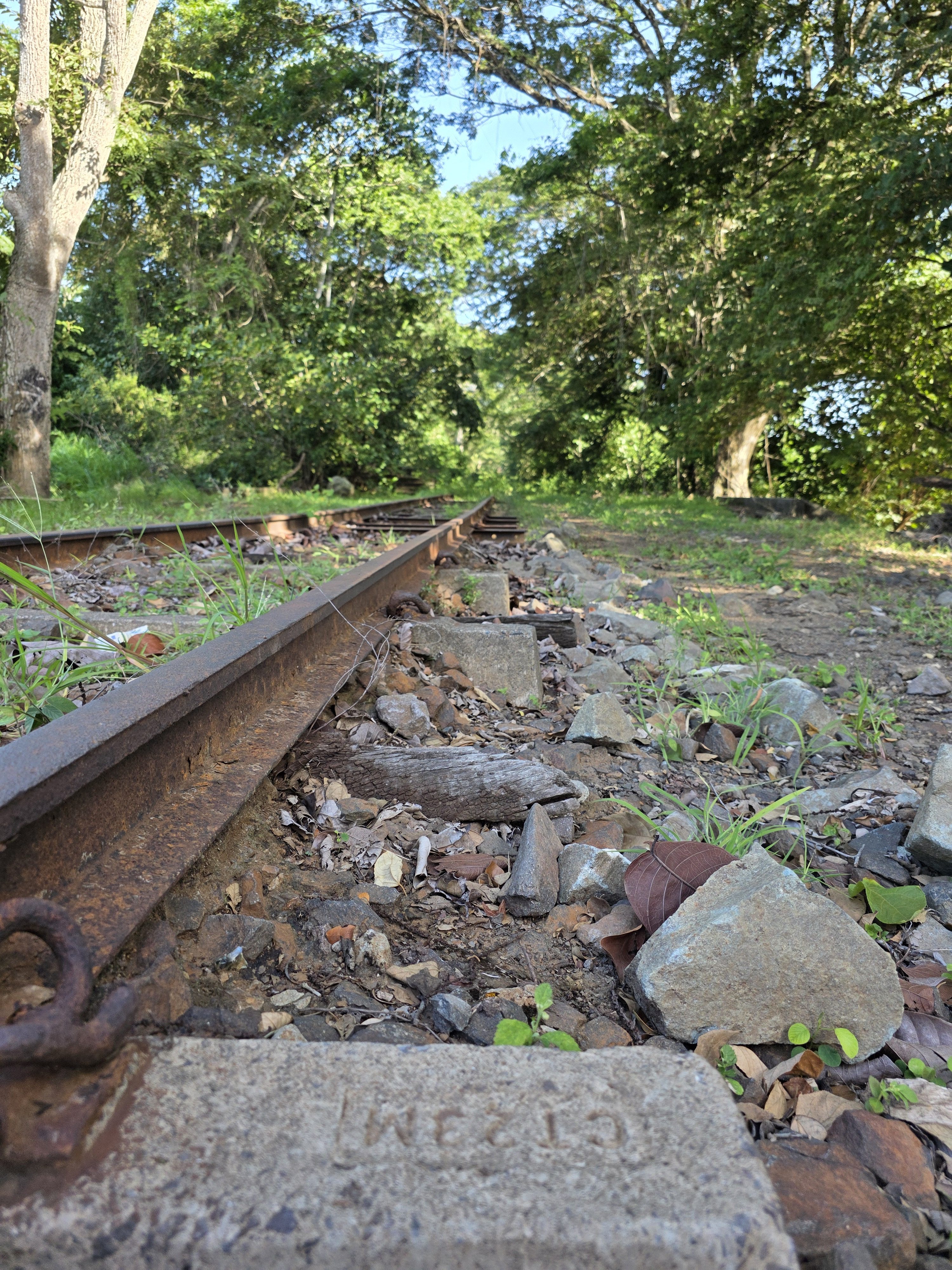 A low-angle view of rusty railroad tracks running through a lush green forest on a sunny day.