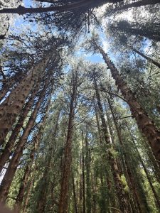Tall trees in a dense forest viewed from the ground looking up.
