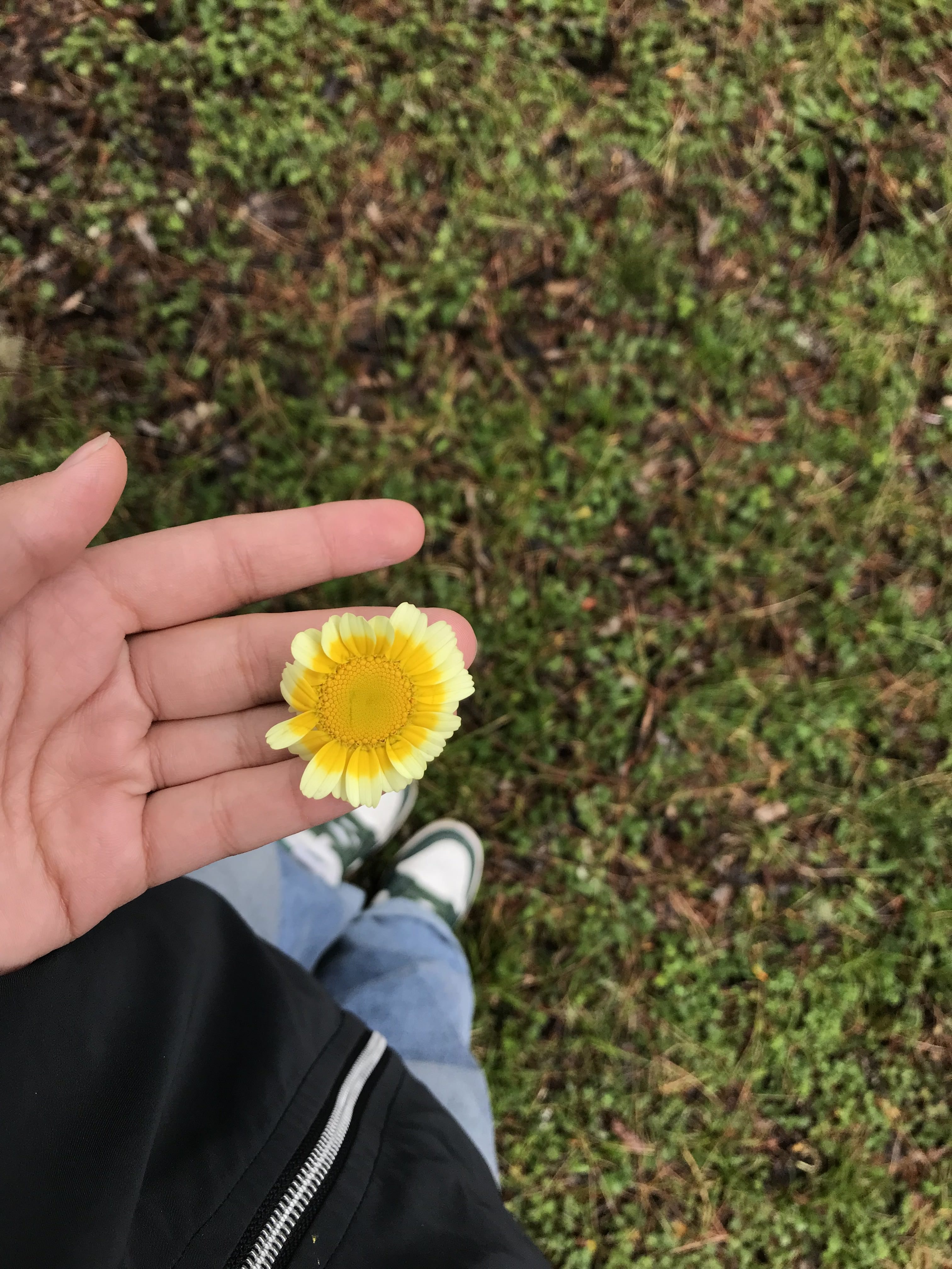 Hand holding a small yellow daisy-like flower over a grassy outdoor area with patches of soil, while the person wears a dark jacket, blue jeans, and green-and-white shoes.