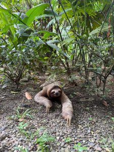 Brown three-toed sloth crawling on gravel with tropical plants in the background.
