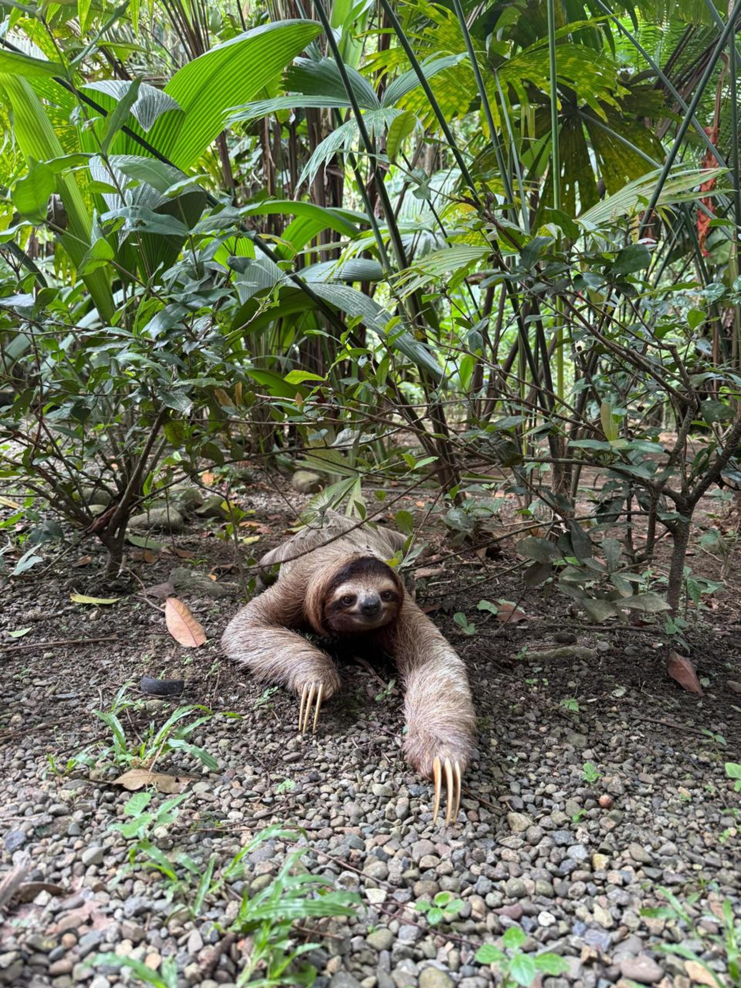 Brown three-toed sloth crawling on gravel with tropical plants in the background.