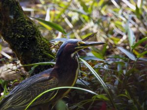 A close-up of a small heron with a dark blue-green cap, chestnut-colored neck, and long pointed yellow-tipped bill, standing among green grass blades with a moss-covered log in the background.
