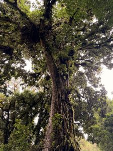 Ancient Forest Tree with Epiphytes