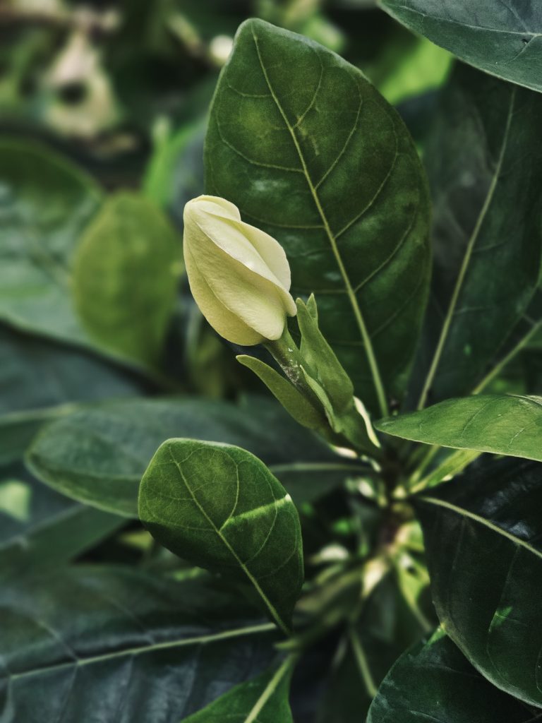 A creamy white gardenia bud stands out against rich green leaves, capturing the beauty of a flower just before it blooms. Captured in Nadakkavu, Kozhikode, Kerala.