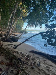 Tropical beach scene with lush greenery, leaning trees, and shadows on the sand. 