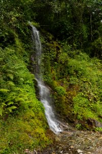A small waterfall cascades down a lush, green hillside covered with ferns and moss.
