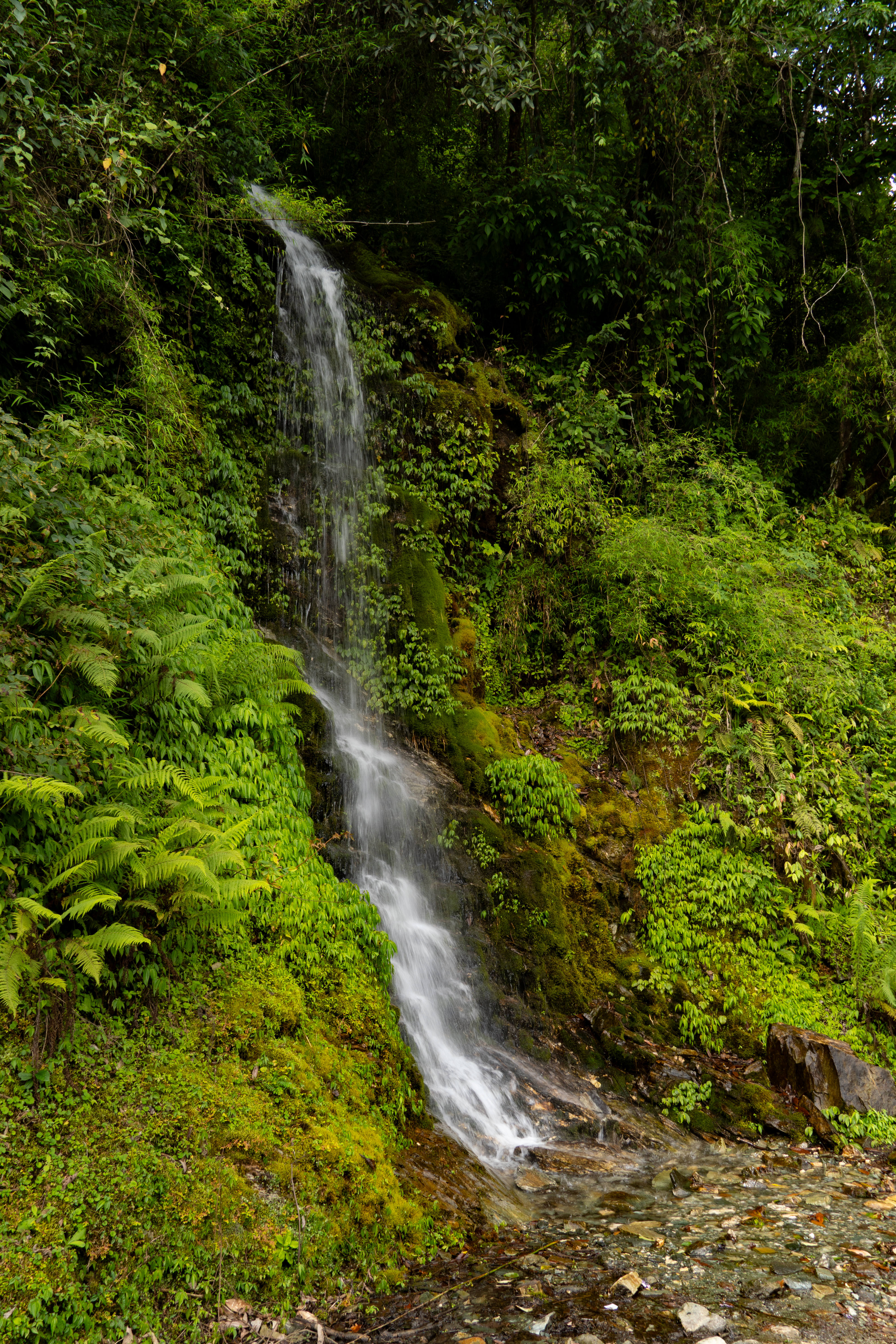 A small waterfall cascades down a lush, green hillside covered with ferns and moss.