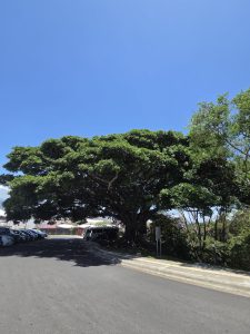 Large sprawling ficus tree with a wide, umbrella-shaped canopy standing beside a parking area with several cars, under a clear blue sky.
