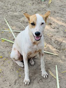 A medium-sized dog is sitting on sandy ground. Its fur is mostly white with a distinctive brown patch on its head and near one eye.