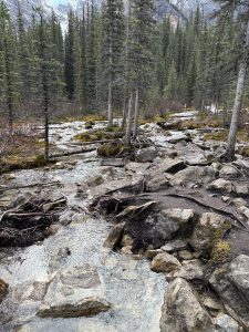 A shallow mountain stream flowing through a forest with rocks, trees, and fallen branches.