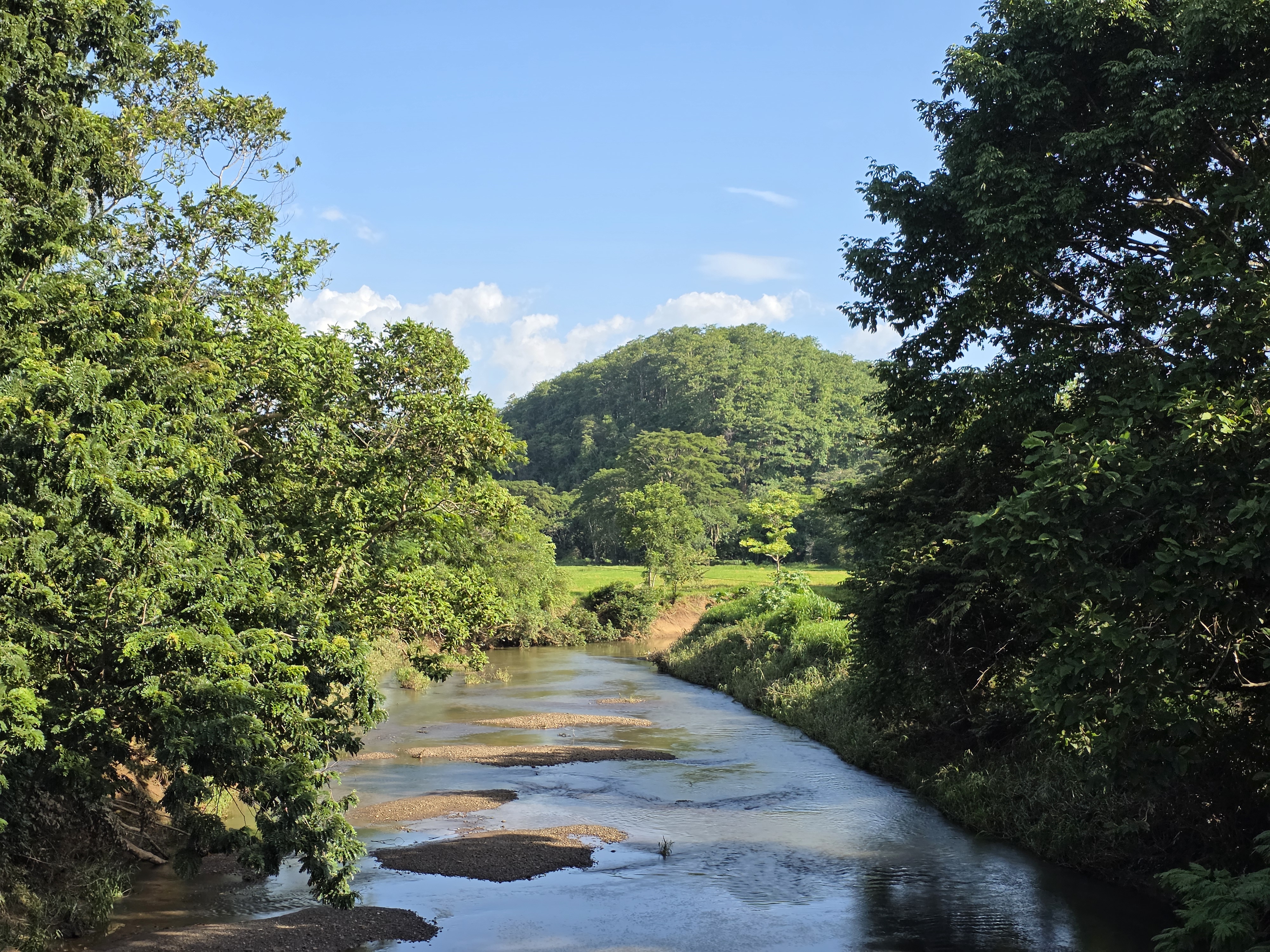 A winding river flowing through a lush green forest beneath a clear blue sky.