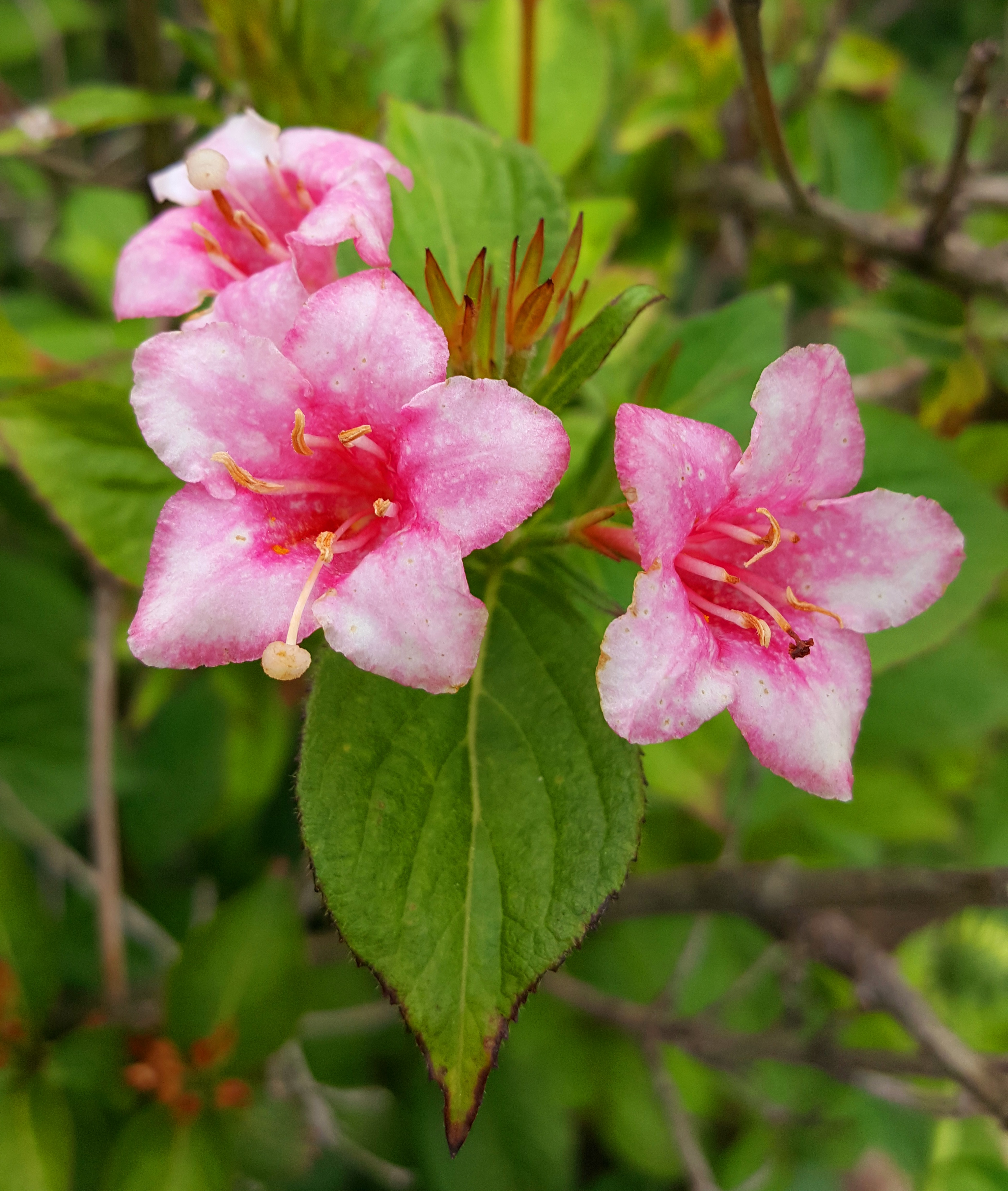 Pink trumpet shaped flowers with deeper pink centers and yellow stamens, surrounded by green leaves on a shrub. Soft lighting and blurred foliage in the background.