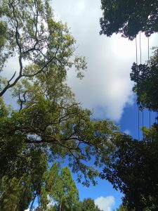 Looking up at a canopy of lush green tree branches against a backdrop of fluffy white clouds and bright blue sk